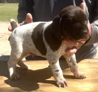 Jack, a male German Shorthaired Pointer for sale in Hattiesburg, MS – Photo 1 of 3