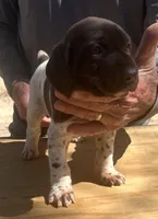 Jack, a male German Shorthaired Pointer for sale in Hattiesburg, MS – Photo 2 of 3