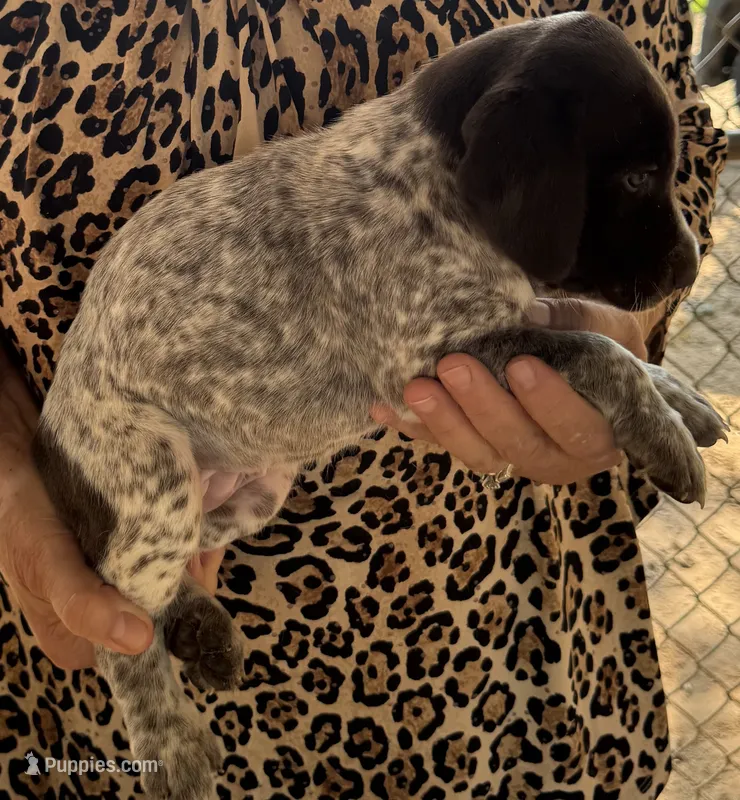 Ella  – German Shorthaired Pointer puppy for sale in Hattiesburg, MS