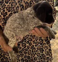 Ella , a female German Shorthaired Pointer for sale in Hattiesburg, MS – 1 of 5