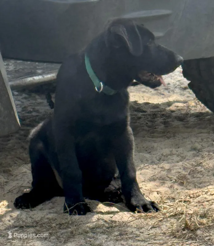 Sam – German Shepherd Dog, German Shorthaired Pointer puppy for sale in Hattiesburg, MS