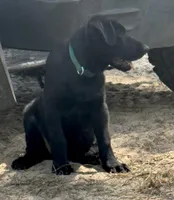 Sam, a male German Shepherd Dog and German Shorthaired Pointer for sale in Hattiesburg, MS – Photo 1 of 2