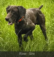 Rowdy, a male German Shorthaired Pointer for sale in Hattiesburg, MS – 5 of 9