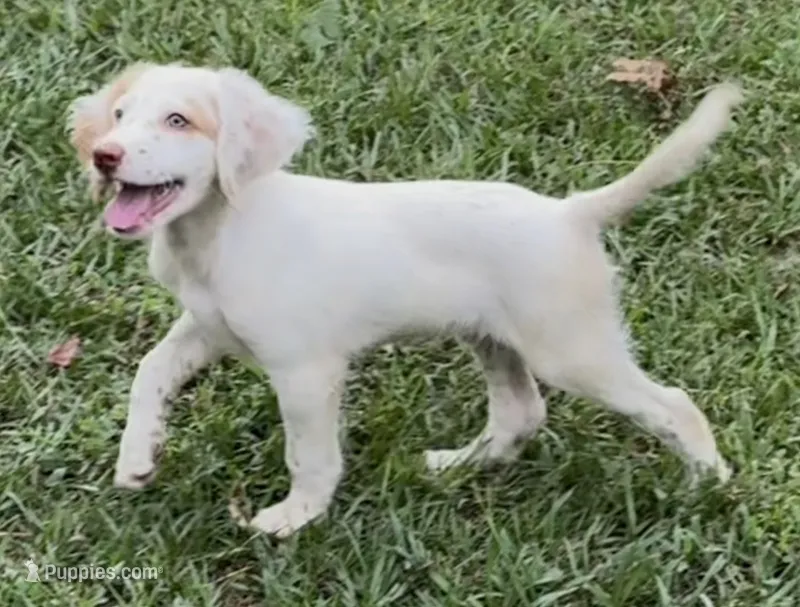 Bell – English Setter puppy for sale in Hattiesburg, MS