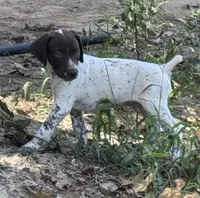 Bob , a male German Shorthaired Pointer for sale in Hattiesburg, MS – 2 of 9