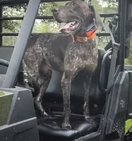 Ella , a female German Shorthaired Pointer for sale in Hattiesburg, MS – 4 of 5