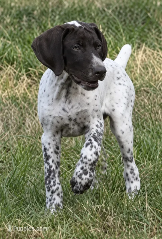 Bob  – German Shorthaired Pointer puppy for sale in Hattiesburg, MS