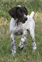 Bob , a male German Shorthaired Pointer for sale in Hattiesburg, MS – 1 of 10
