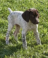 Bob , a male German Shorthaired Pointer for sale in Hattiesburg, MS – 2 of 10