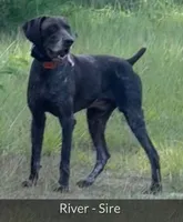 Rowdy, a male German Shorthaired Pointer for sale in Hattiesburg, MS – 6 of 9