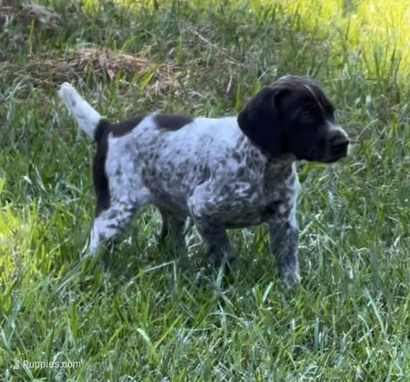 Ella  – German Shorthaired Pointer puppy for sale in Hattiesburg, MS