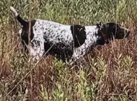 Ella , a female German Shorthaired Pointer for sale in Hattiesburg, MS – 5 of 5