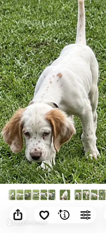 Bell – English Setter puppy for sale in Hattiesburg, MS