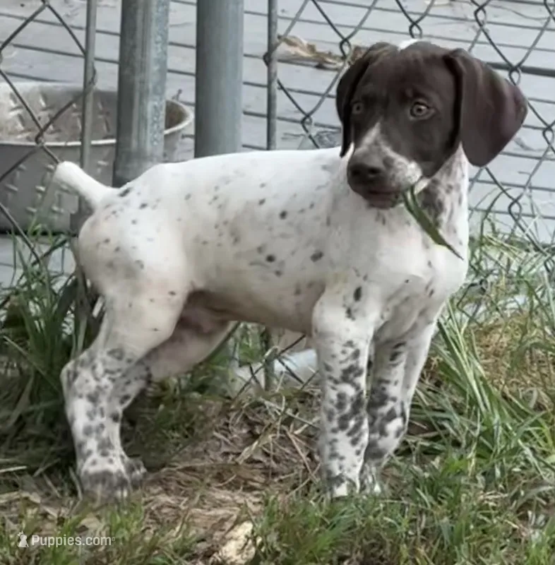 Bob  – German Shorthaired Pointer puppy for sale in Hattiesburg, MS