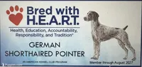 Sue , a female German Shorthaired Pointer for sale in Hattiesburg, MS – 6 of 6
