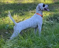 Bell, a female English Setter for sale in Hattiesburg, MS – 4 of 6