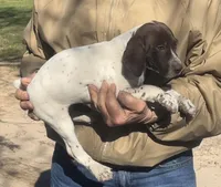 Sue , a female German Shorthaired Pointer for sale in Hattiesburg, MS – Photo 1 of 2