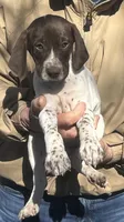 Sue , a female German Shorthaired Pointer for sale in Hattiesburg, MS – Photo 2 of 2