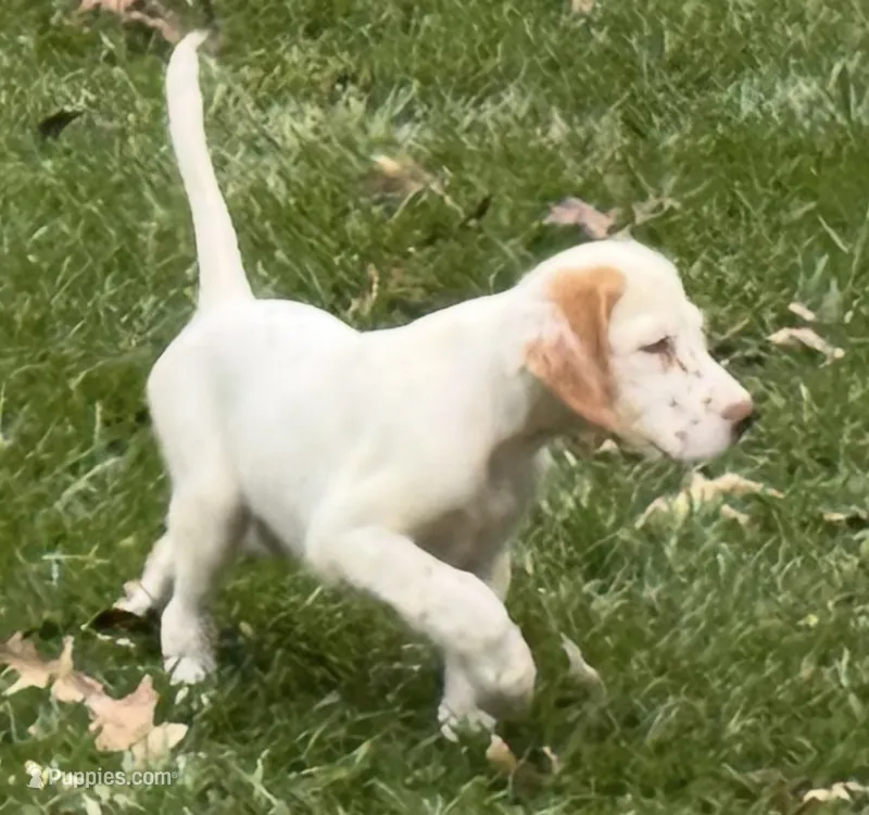Ace – English Setter puppy for sale in Hattiesburg, MS