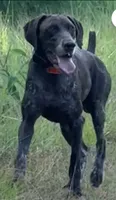 Sue , a female German Shorthaired Pointer for sale in Hattiesburg, MS – 4 of 6