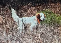 Ace, a male English Setter for sale in Hattiesburg, MS – 2 of 3