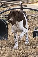 Sue , a female German Shorthaired Pointer for sale in Hattiesburg, MS – 2 of 6