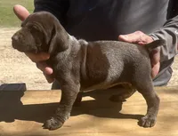 Shaddy, a female German Shorthaired Pointer for sale in Hattiesburg, MS – Photo 1 of 3