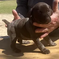 Shaddy, a female German Shorthaired Pointer for sale in Hattiesburg, MS – Photo 2 of 3