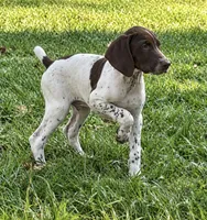 Rowdy, a male German Shorthaired Pointer for sale in Hattiesburg, MS – 2 of 10