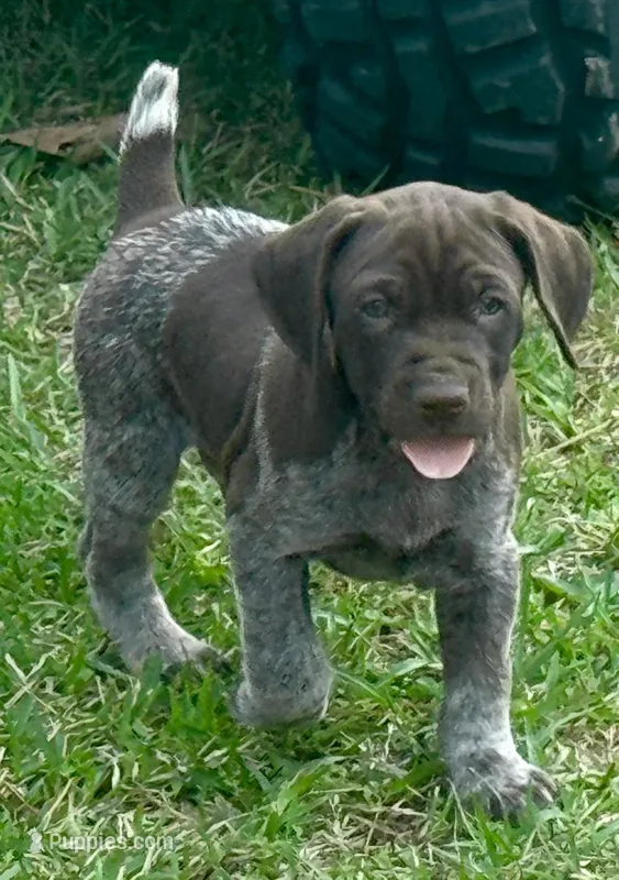 Zor  – German Shorthaired Pointer puppy for sale in Hattiesburg, MS