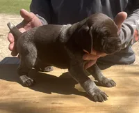 Zor , a male German Shorthaired Pointer for sale in Hattiesburg, MS – Photo 3 of 3