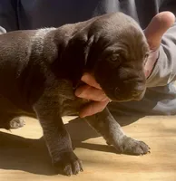 Zor , a male German Shorthaired Pointer for sale in Hattiesburg, MS – Photo 2 of 3