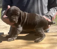 Zor , a male German Shorthaired Pointer for sale in Hattiesburg, MS – Photo 1 of 3