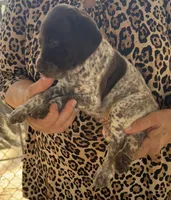 Ella , a female German Shorthaired Pointer for sale in Hattiesburg, MS – 2 of 5