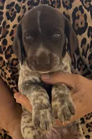 Ella , a female German Shorthaired Pointer for sale in Hattiesburg, MS – 3 of 5