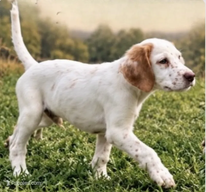 Bell – English Setter puppy for sale in Hattiesburg, MS