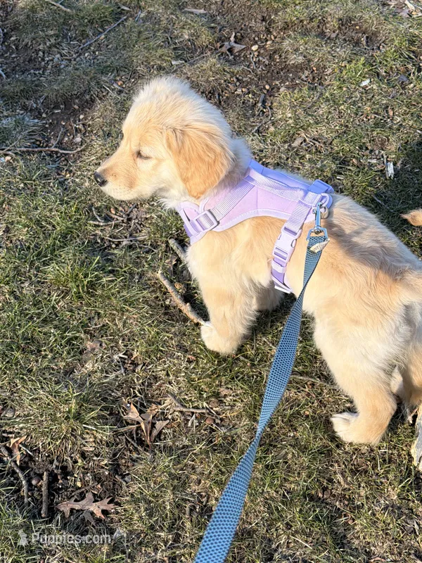 Minnie – Golden Retriever puppy for sale in Worcester, MA