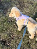 Minnie, a female Golden Retriever for sale in Worcester, MA – Photo 1 of 3