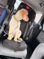 Minnie, a female Golden Retriever for sale in Worcester, MA – Photo 3 of 3