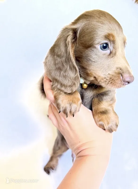 Scottie – Miniature Dachshund puppy for sale in Davis, CA