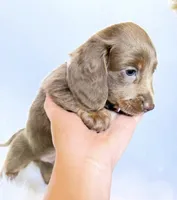 Scottie, a male Miniature Dachshund for sale in Davis, CA – 7 of 7