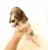 AKC Woody, a male Miniature Dachshund for sale in Davis, CA – 6 of 10