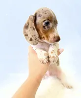 AKC Woody, a male Miniature Dachshund for sale in Davis, CA – 7 of 10