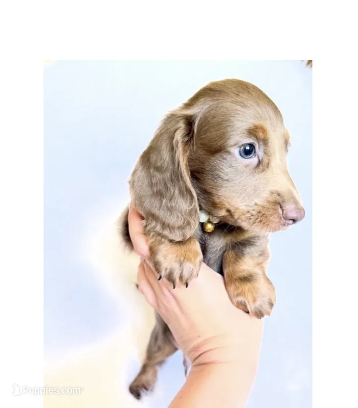 Scottie – Miniature Dachshund puppy for sale in Davis, CA