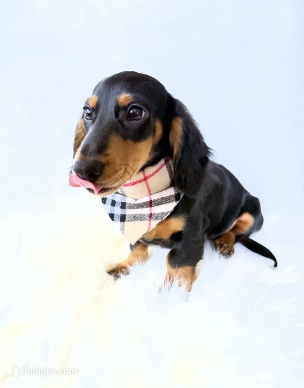 AKC Badger – Miniature Dachshund puppy for sale in Davis, CA
