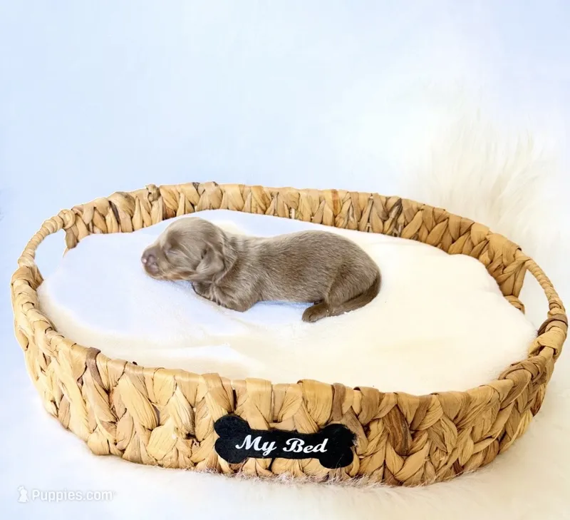 Scottie – Miniature Dachshund puppy for sale in Davis, CA