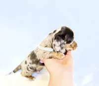 Jasper , a male Miniature Dachshund for sale in Davis, CA – 2 of 9