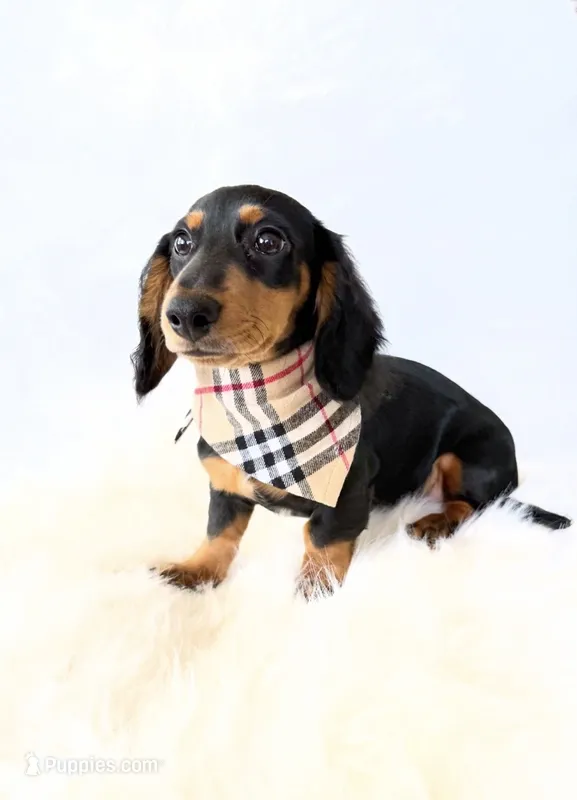 AKC Badger – Miniature Dachshund puppy for sale in Davis, CA