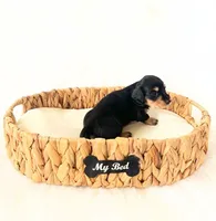 AKC Ruby, a female Miniature Dachshund for sale in Davis, CA – Photo 7 of 8