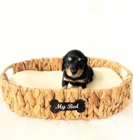 AKC Ruby, a female Miniature Dachshund for sale in Davis, CA – Photo 2 of 8